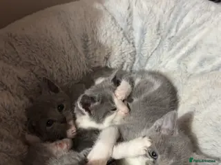 Domestic Shorthair cats Beautiful GREY and WHITE kittens - Advert 14
