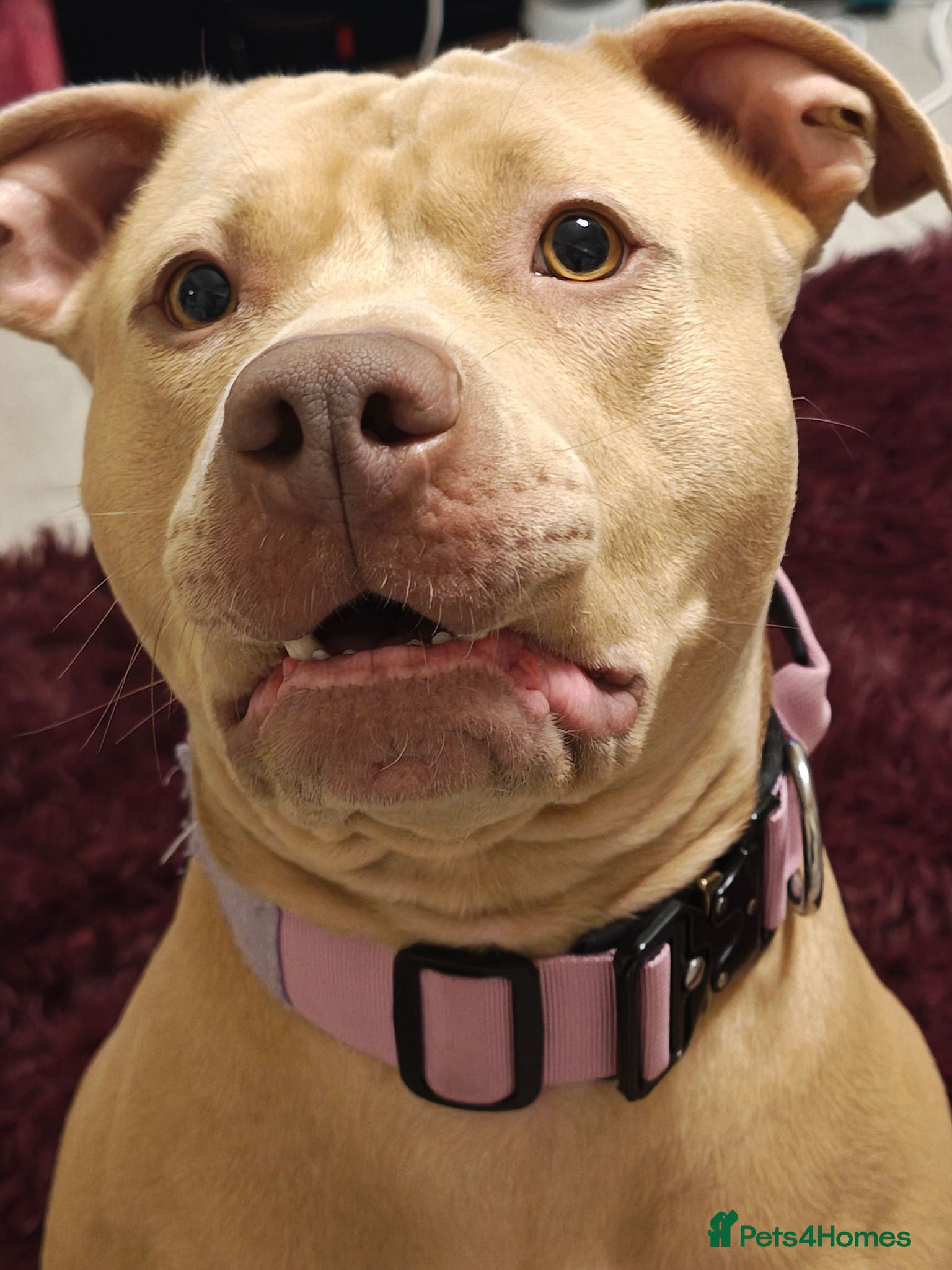 Mixed Breed dogs Bonnie-Honey blossom - Advert 1