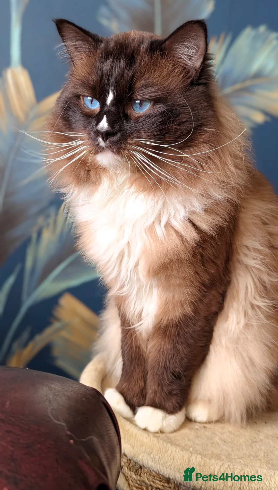 Ragdoll cats for sale: Handsome Seal Mitted Male Ragdoll  - Advert 2