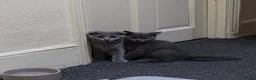 Scottish Fold cats for sale: Scottish fold kitten for sale in London - Advert 5