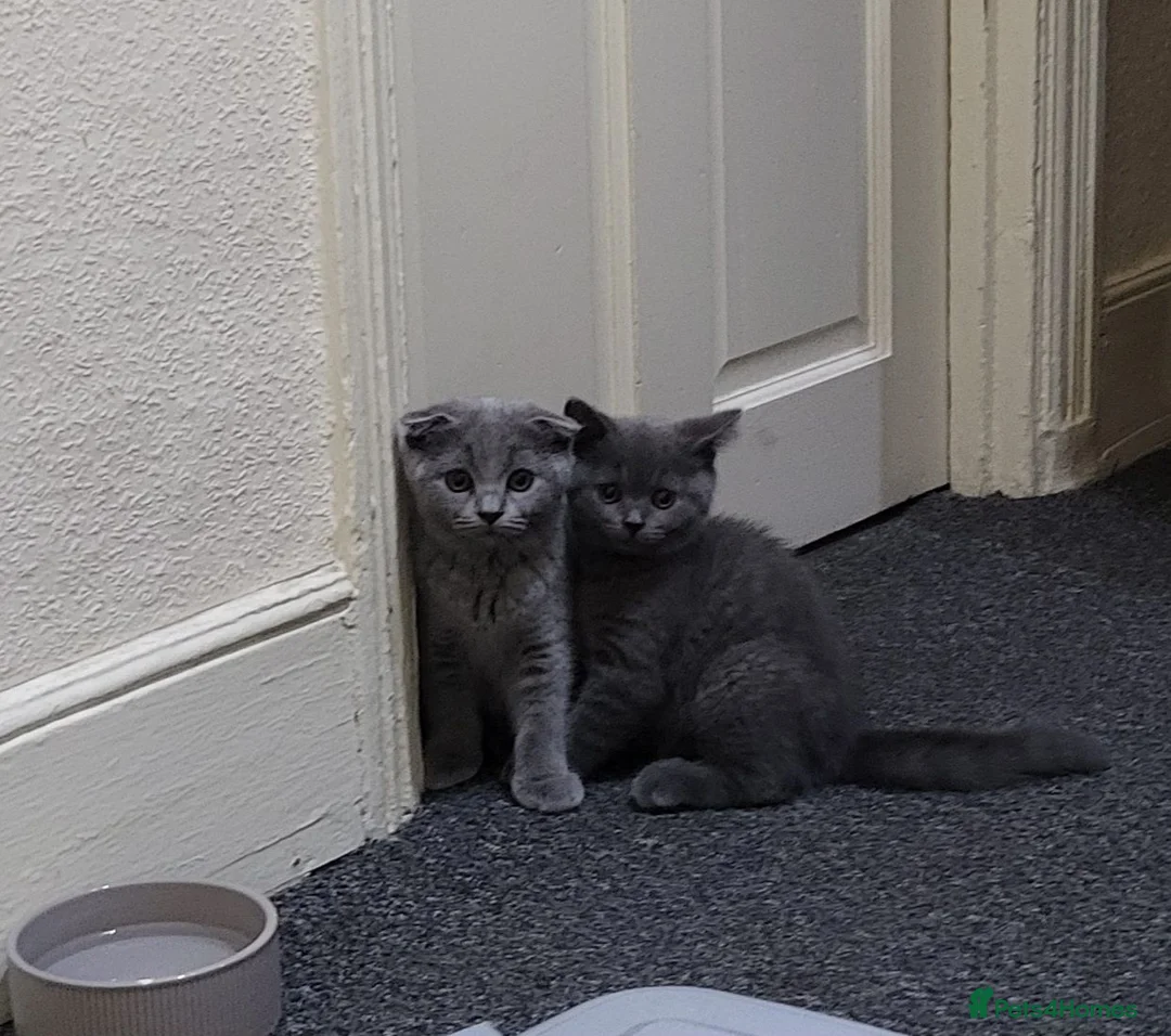 Scottish Fold cats for sale: Scottish fold kitten for sale - Advert 10