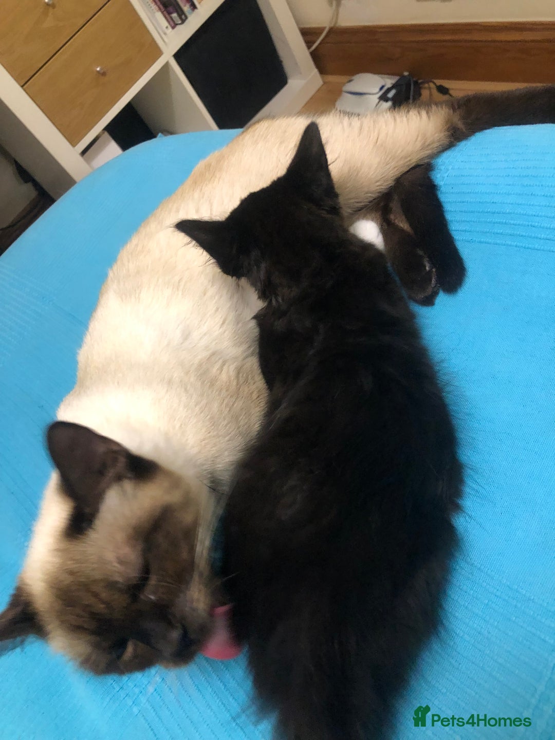 Siberian cats for sale: 🐾 Siberian X Tuxedo Boy*vaccinated health checked - Advert 11