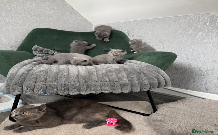 British Shorthair cats - Advert 3