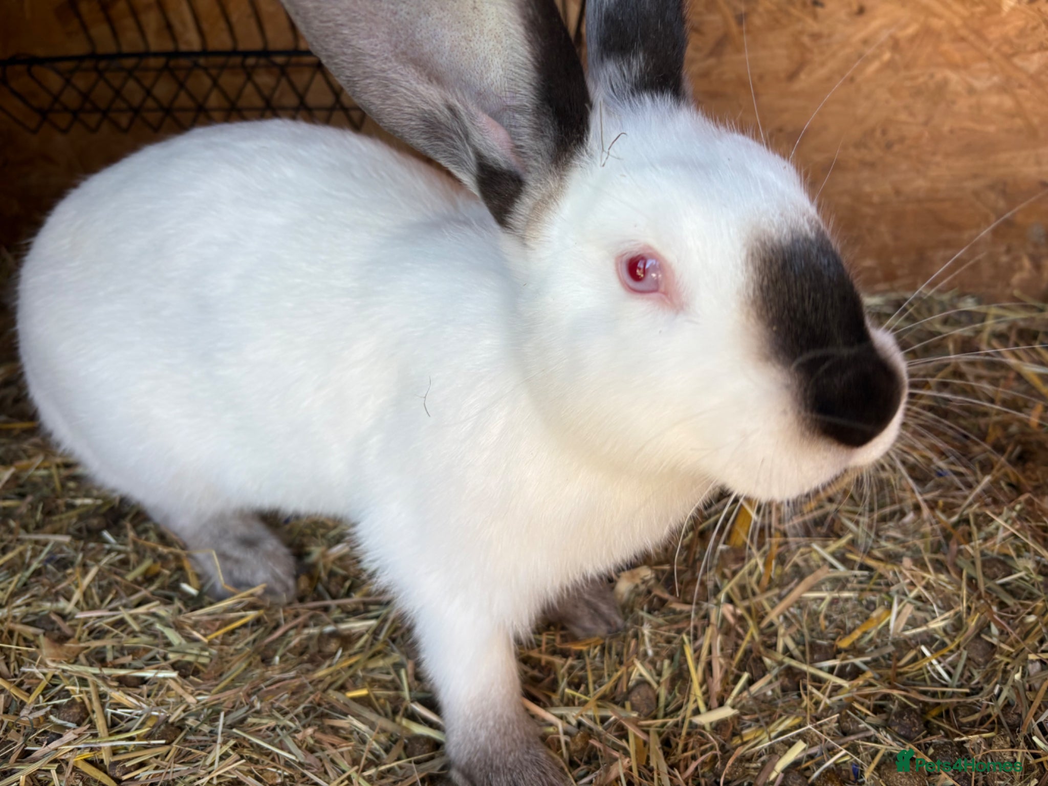 Mixed Breed rabbits  Boys and girls newzealand rabbits - Advert 8