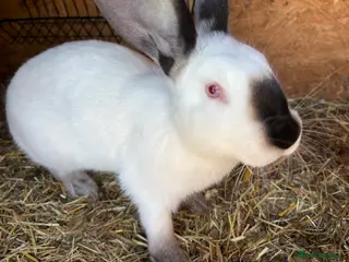 Mixed Breed rabbits Boys and girls newzealand rabbits - Advert 8