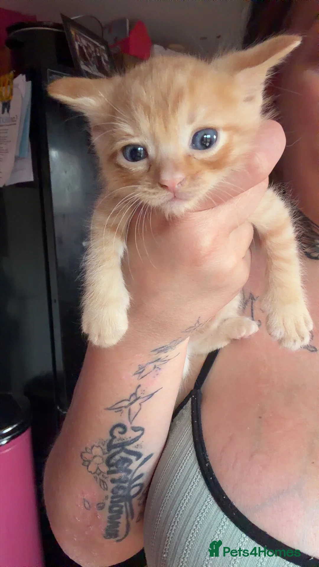 Ragdoll cats for sale: 3 gorgeous RARE coloured kittens  - Advert 2