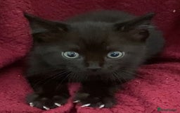 Bombay cats for sale: 11 week old black male kitten - Image 3