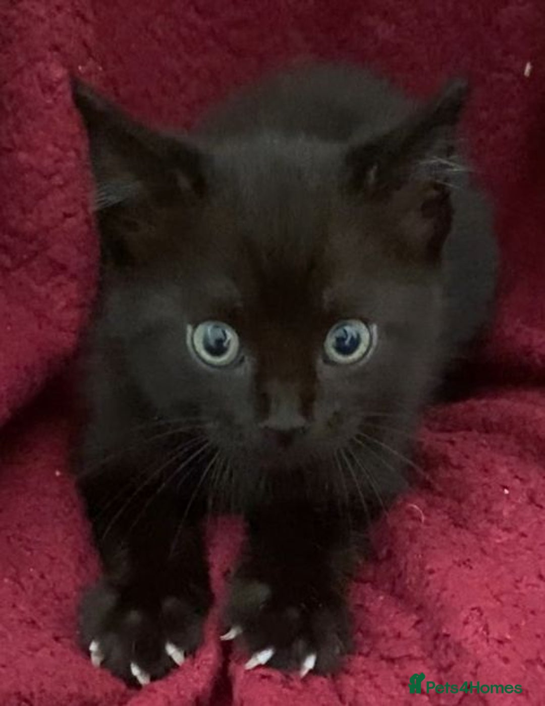 Bombay cats for sale: 11 week old black male kitten - Image 3
