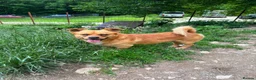 Mixed Breed dogs for adoption: Ernie - Advert 3