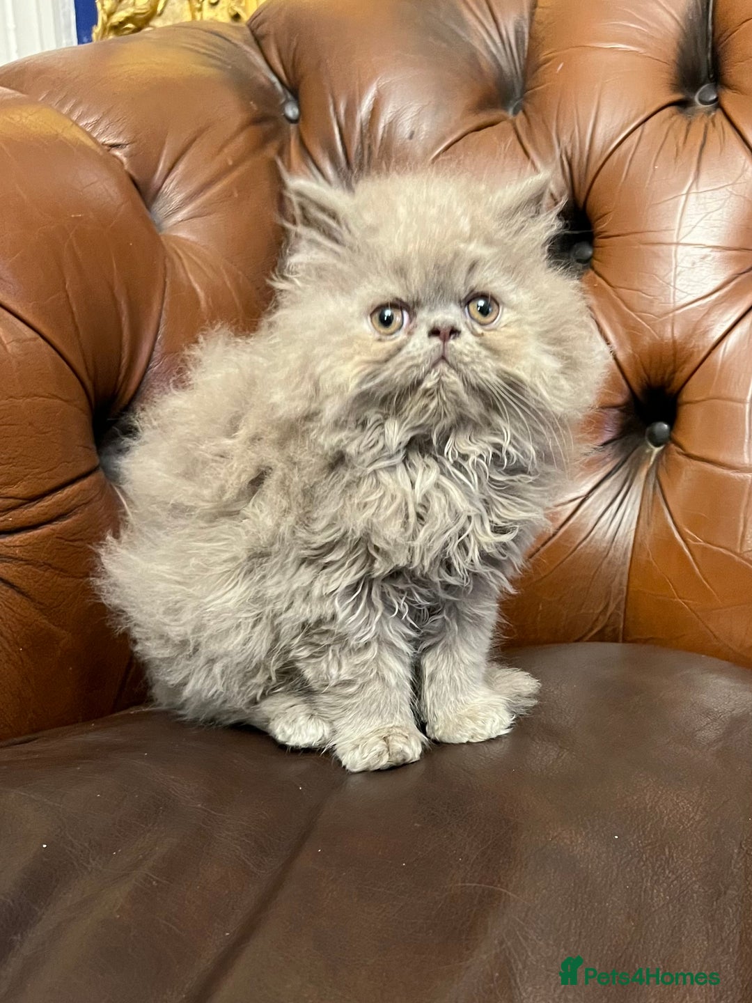 Persian cats for sale: Stunning blue and rare lilac Persian kittens  - Advert 3