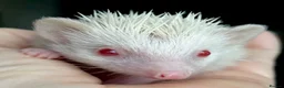 Pygmy Hedgehog rodents for sale: Girl Boy Ethically Bred African Pygmy Hedgehog - Advert 4