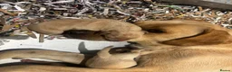 Labrador Retriever dogs for sale: Wow! KC Reg Puppies from Health Tested Parents - Advert 5