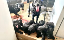 Mixed Breed dogs for sale: YOUR NEW BEST FRIEND IS WAITING!  - Image 12