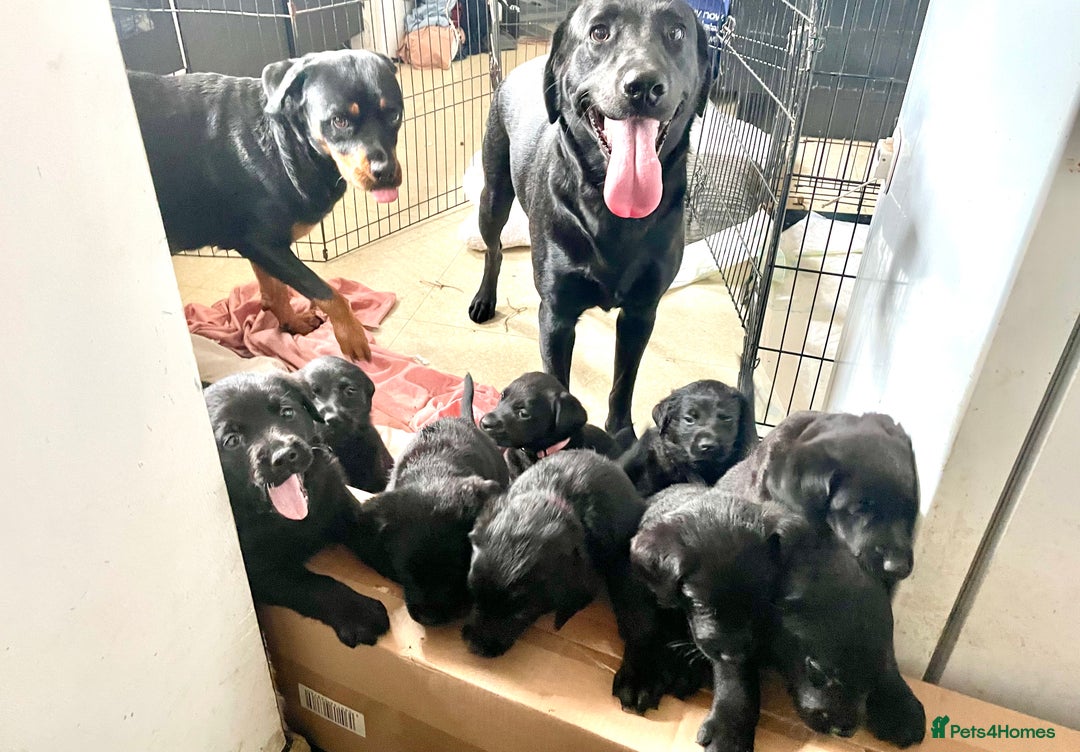 Mixed Breed dogs for sale: YOUR NEW BEST FRIEND IS WAITING!  - Image 12