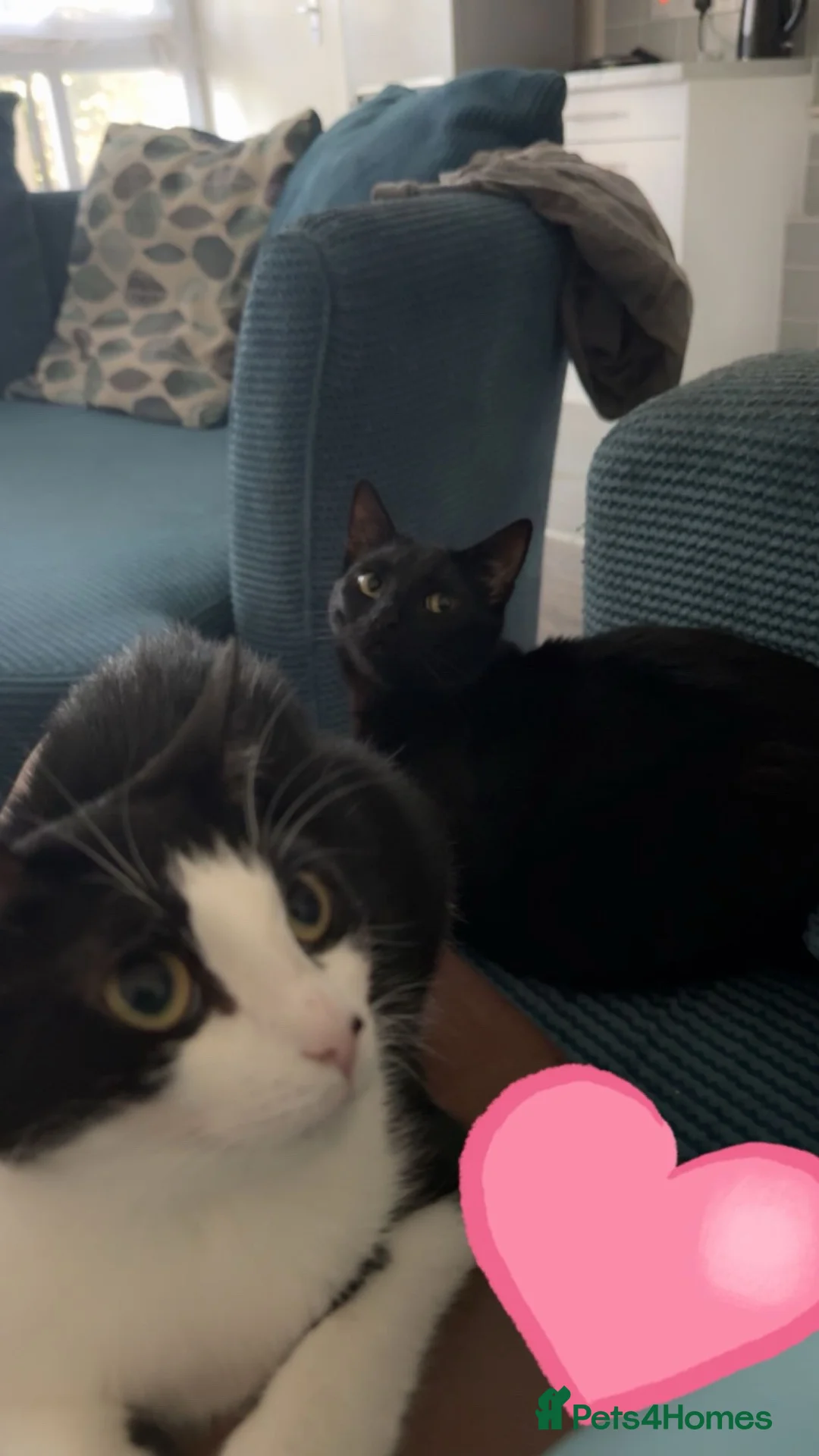 British Shorthair cats for sale: 2 cats for sale  in London - Advert 2