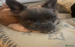 French Bulldog dogs for sale: Fluffy puppy  - Image 5