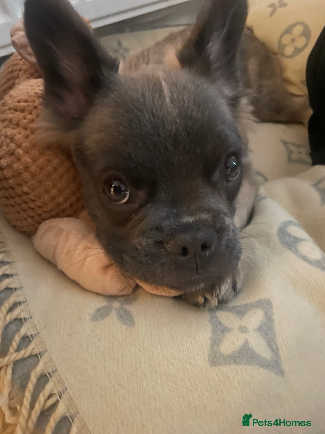 French Bulldog dogs for sale: Fluffy puppy  - Image 5