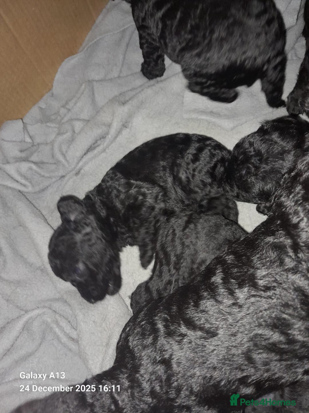 Cockapoo dogs for sale: Black Cockapoos  - Advert 6