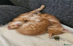 Mixed Breed cats for sale: Ginger males for sale - Image 5
