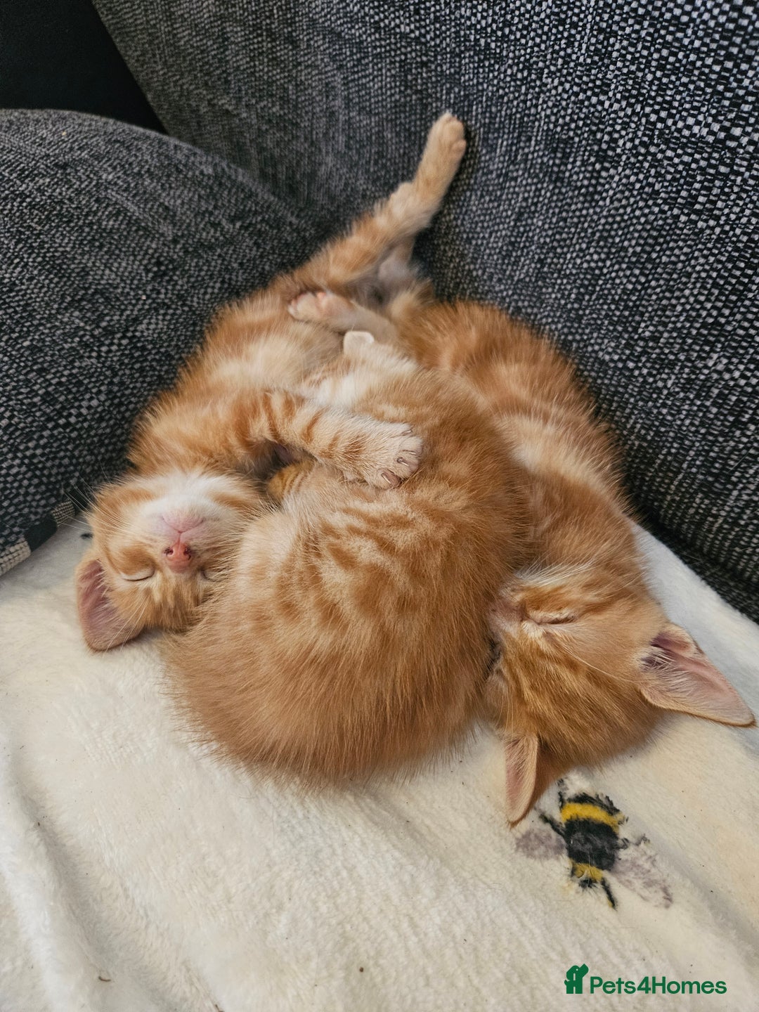 Mixed Breed cats for sale: Ginger males for sale - Image 5