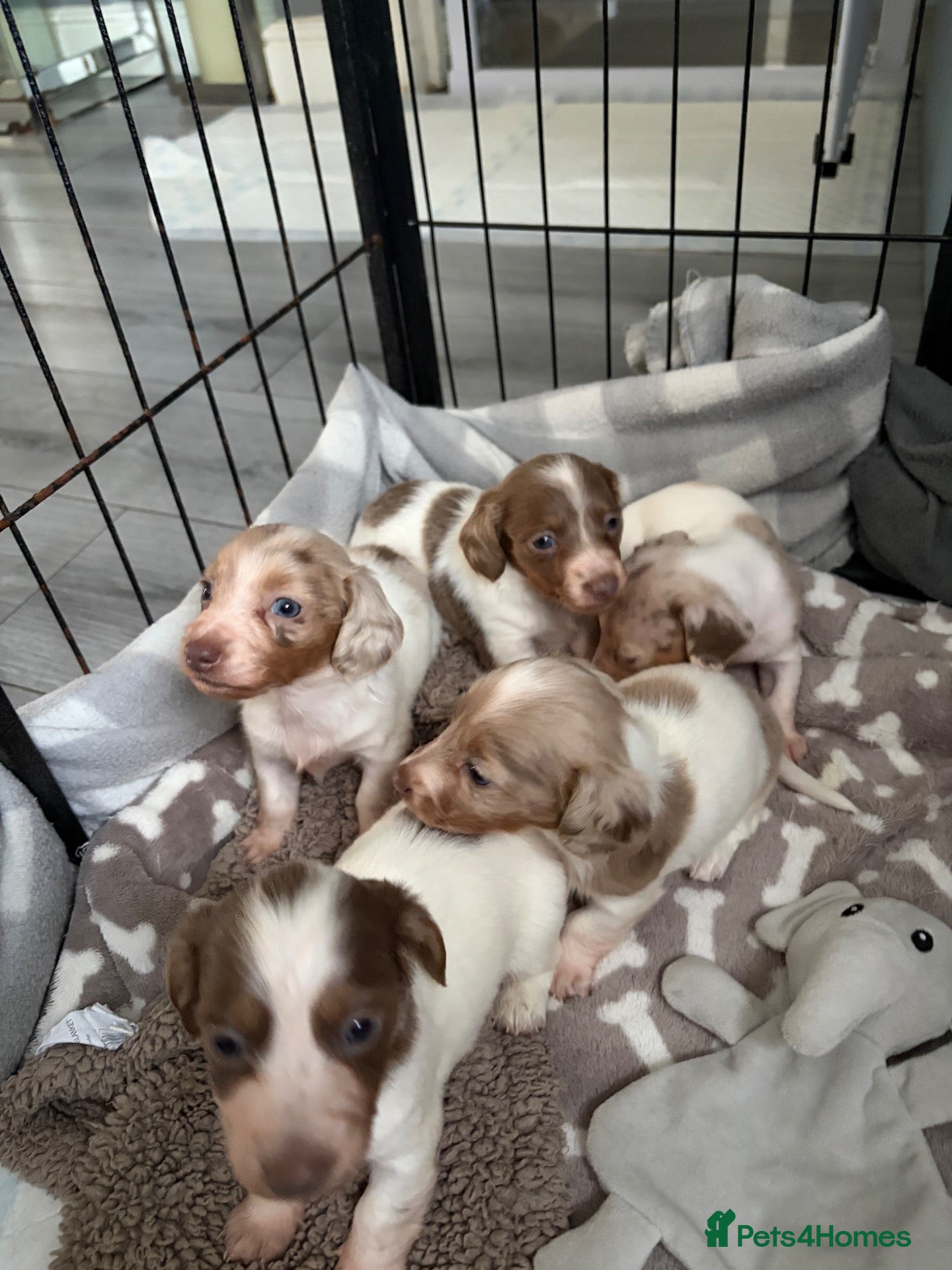 Dachshund dogs Miniature dachshund  - Advert 2