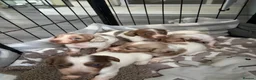 Dachshund dogs for sale: Miniature dachshund  - Advert 2