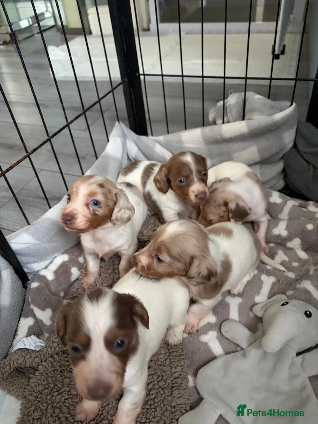 Dachshund dogs for sale: Miniature dachshund  - Advert 2