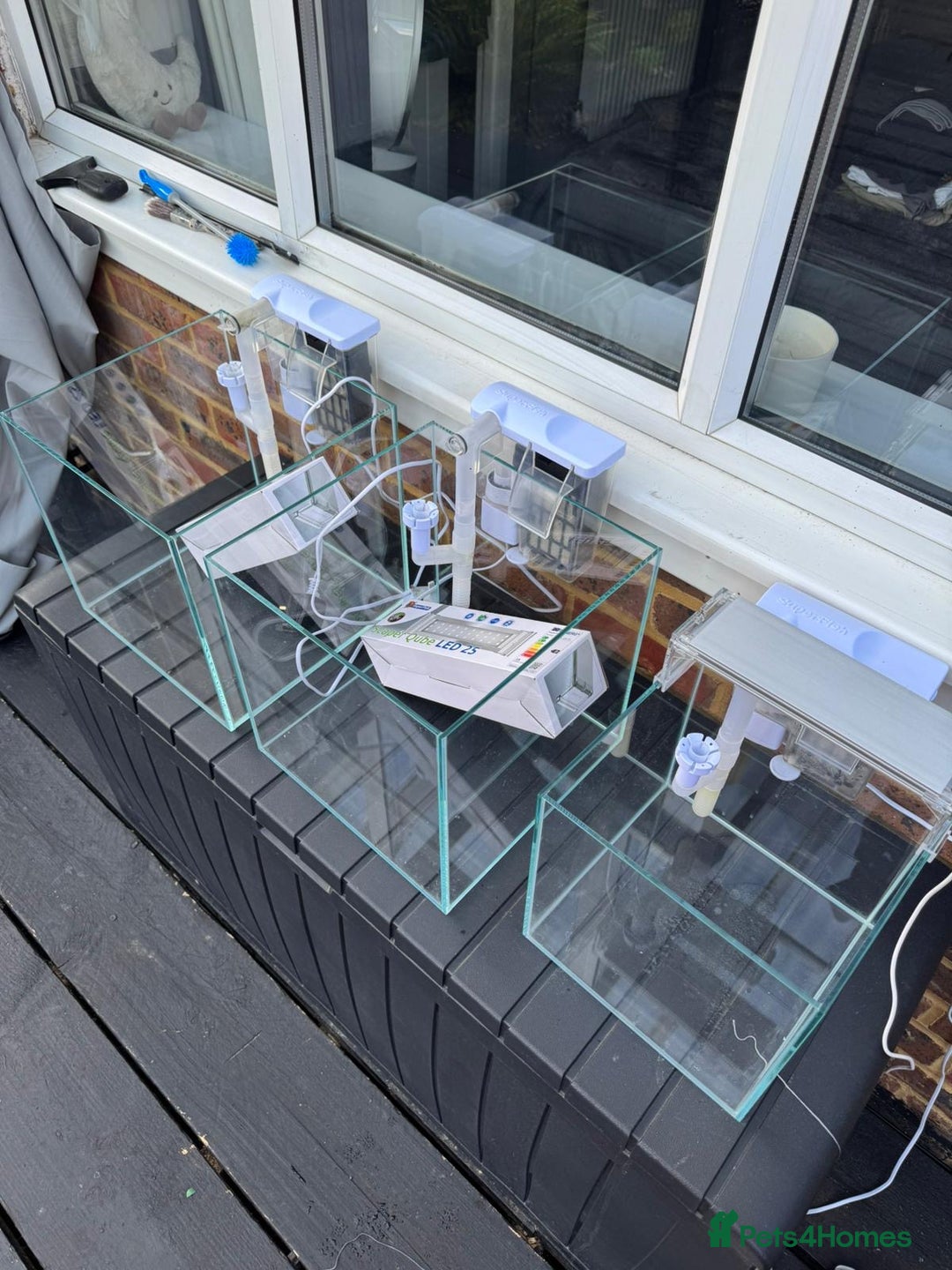 Tetras fish for sale: Fish and tanks for sale - Image 3