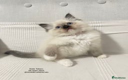 Ragdoll cats for sale: 🐾Stunning Ragdoll Kittens🧬DNA🏆ChampParents🐾 - Image 9