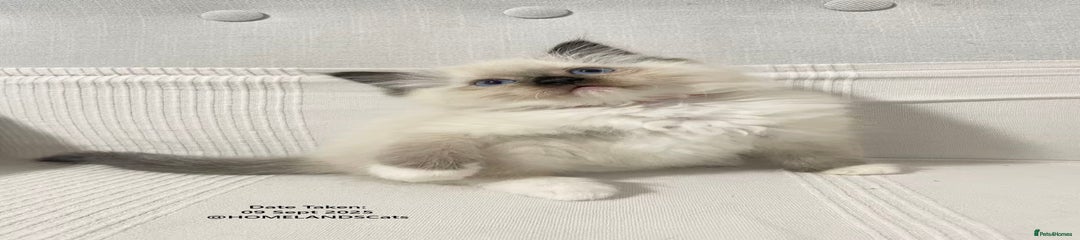 Ragdoll Kitten 4 - Red