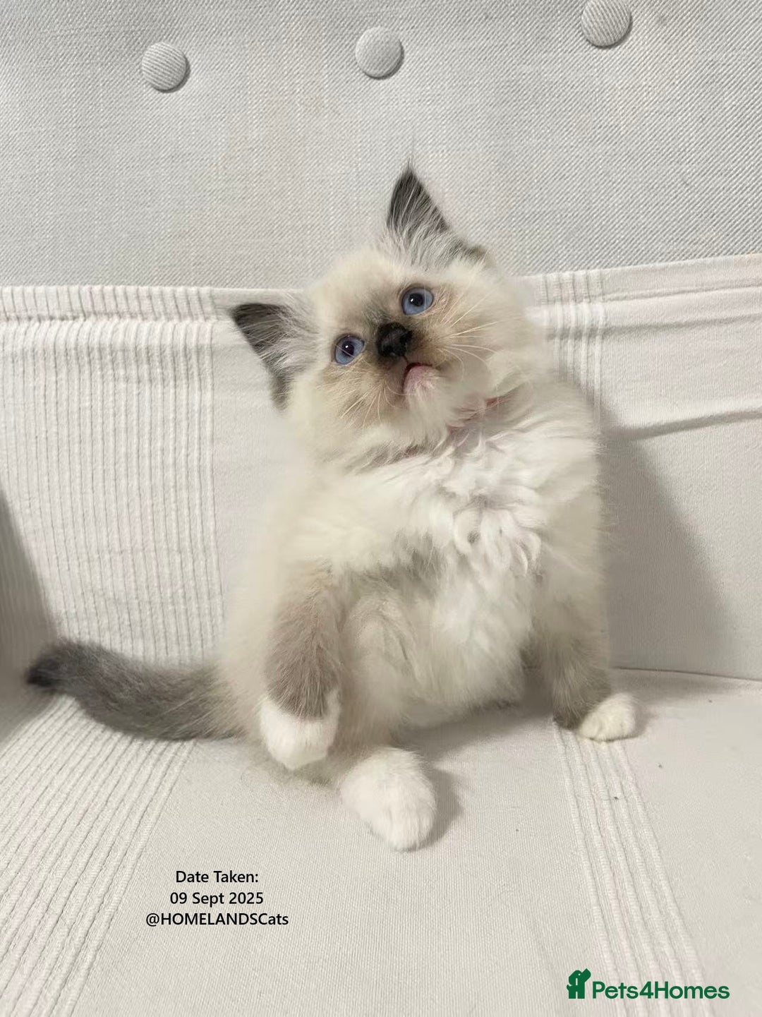 Ragdoll cats for sale: 🐾Stunning Ragdoll Kittens🧬DNA🏆ChampParents🐾 - Image 9