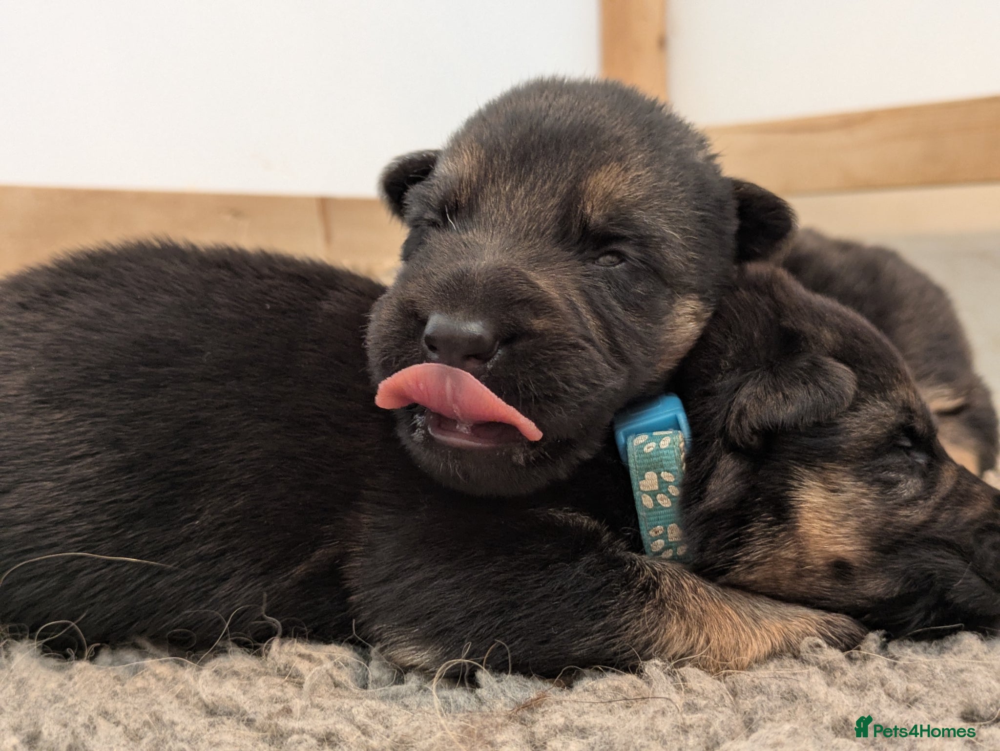 German Shepherd dogs RKC Reg Champion-Line Pups, Health tested Parents - Advert 1