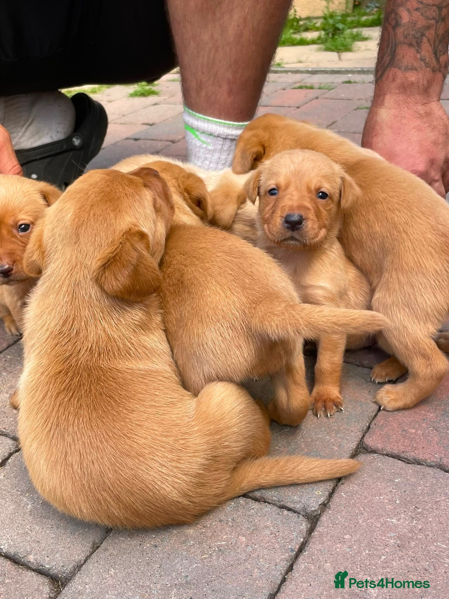 Labrador Retriever dogs KC Reg Labrador Retriever Puppies  - Advert 2