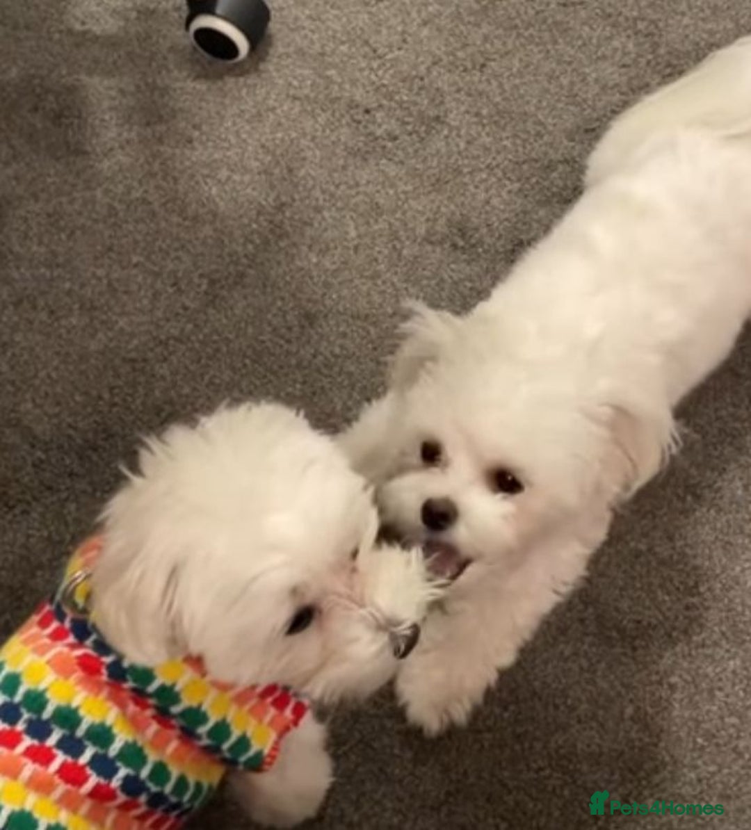 Maltese dogs for sale: Maltese puppies  - Image 8
