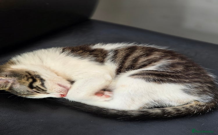 Mixed Breed cats - Advert 7