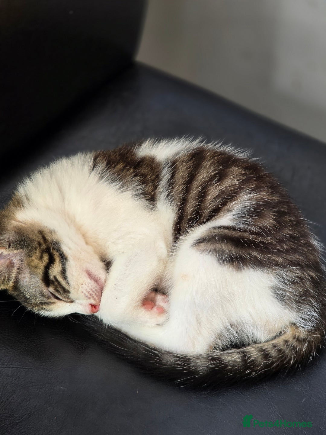 Mixed Breed cats for sale: 2 beautiful male kittens  - Image 1