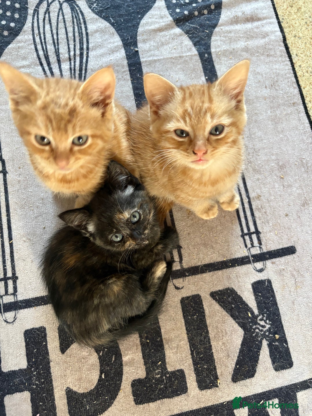 Mixed Breed cats for sale: Kittens For Sale - Image 5