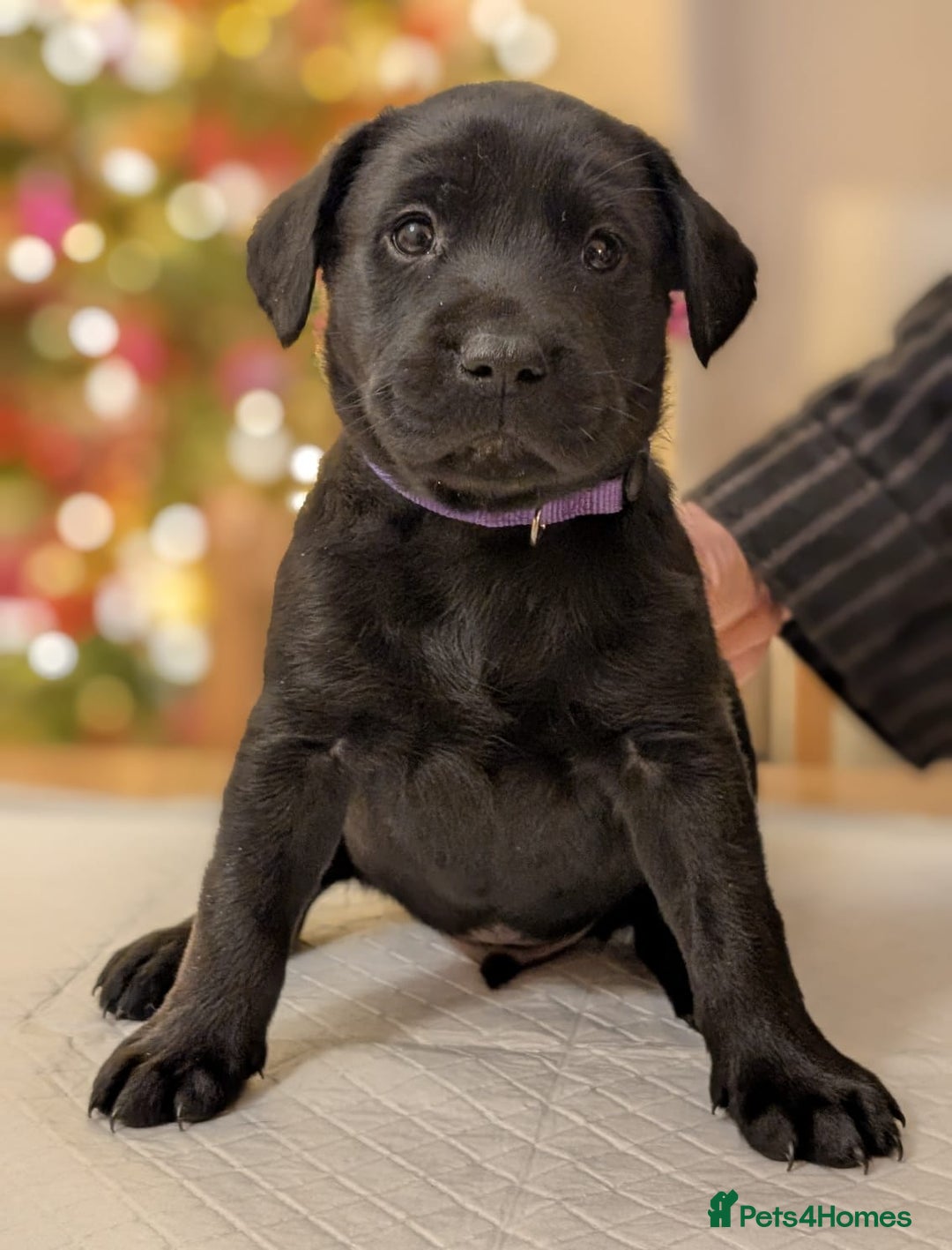 Labrador Retriever dogs for sale: Black KC Registered Labrador Puppies - Advert 2