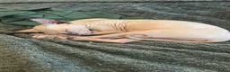 Sphynx cats for sale: Last 2 girls reduced  - Advert 3