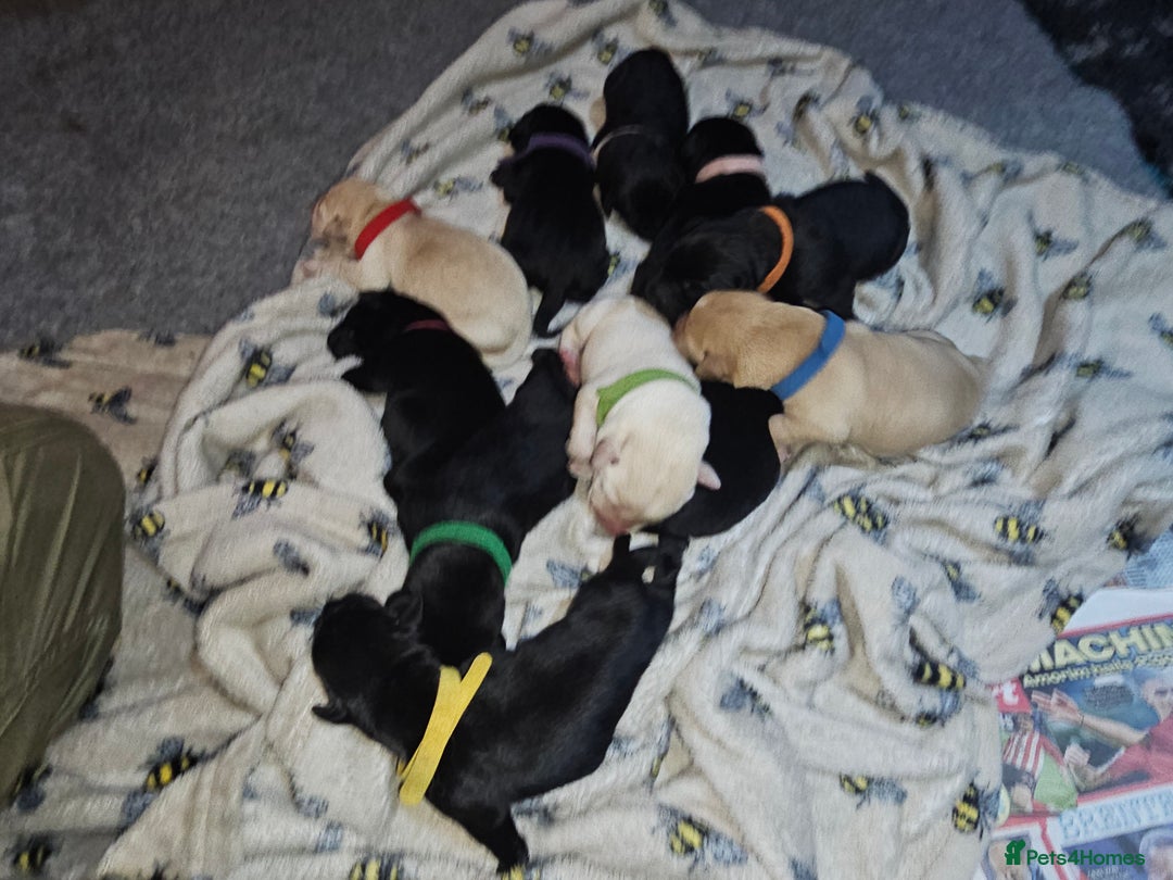 Labrador Retriever dogs for sale: KC reg Labrador puppies – Black and Yellow  - Image 17