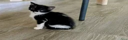 British Shorthair cats for sale: Kitten Ready Now - Advert 3
