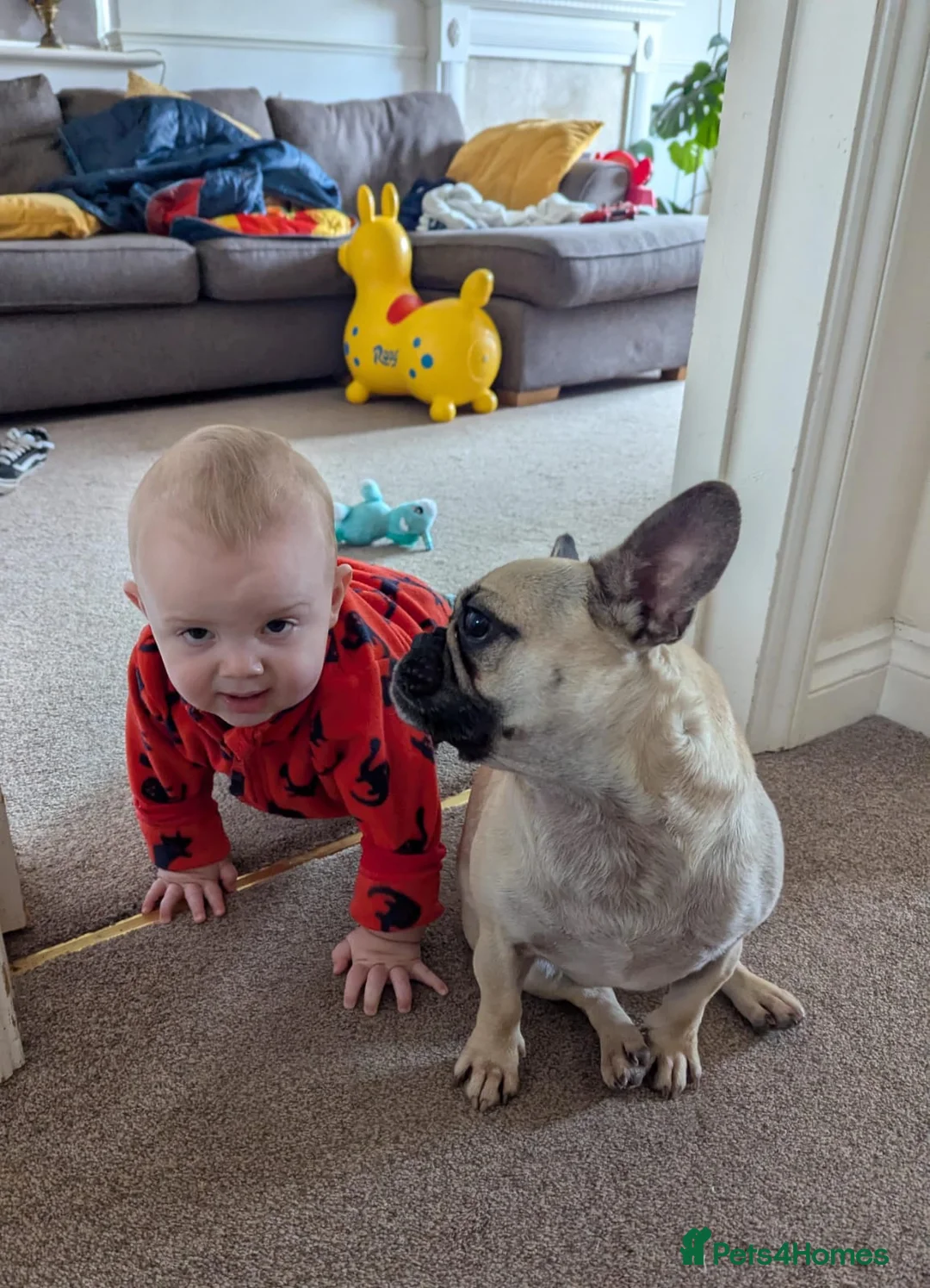 Frug dogs for sale: Frug  - Advert 7