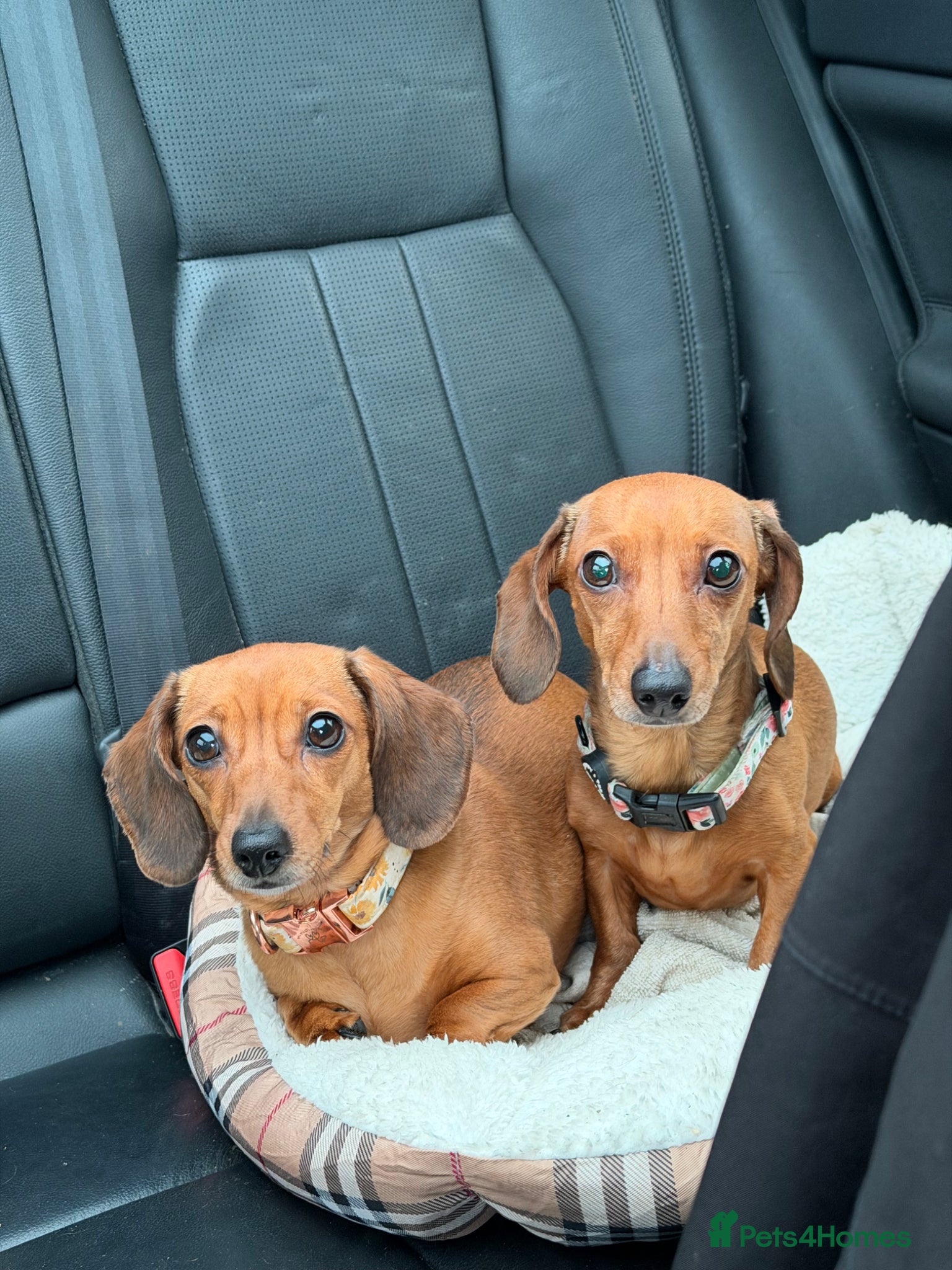 Dachshund dogs Mum and daughter mini dashounds for adoption   - Advert 15