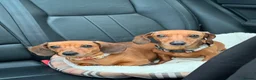Dachshund dogs for sale: Mum and daughter mini dashounds for adoption   - Advert 1