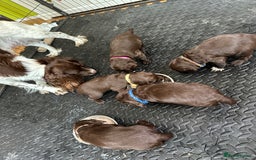 Sprocker dogs for sale: Adorable Sprocker Spaniel Puppies Ready 22nd Sept - Image 8