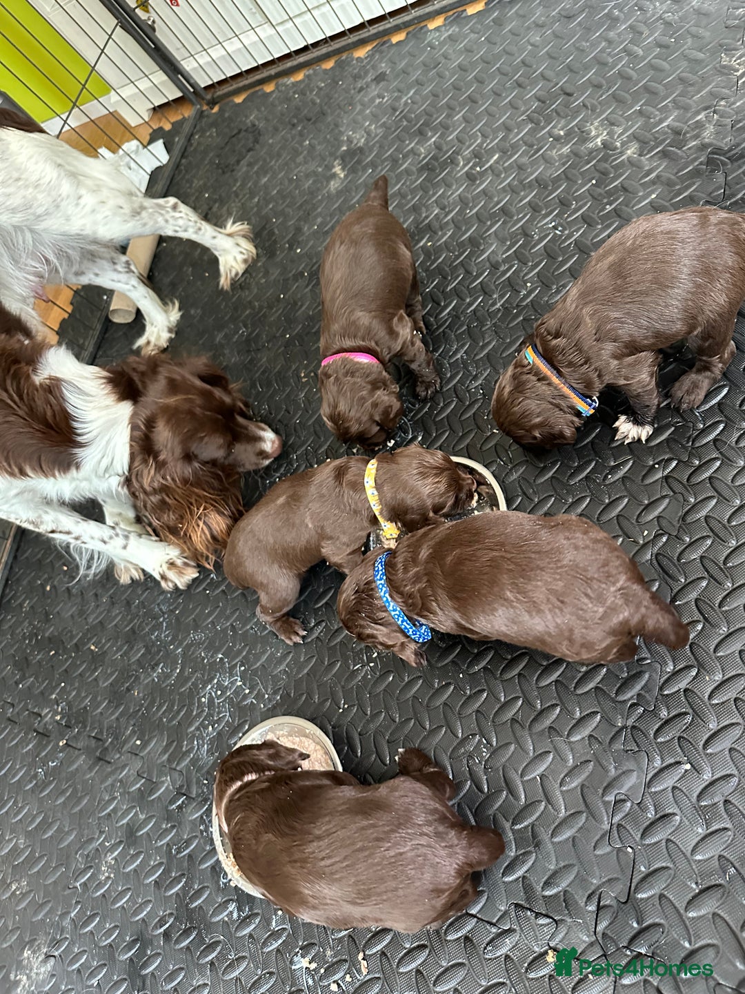 Sprocker dogs for sale: Adorable Sprocker Spaniel Puppies Ready 22nd Sept - Image 8