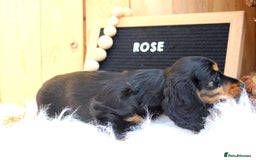 Miniature Dachshund dogs for sale: KC Health tested Licensed breeder 12 years exp - Image 15