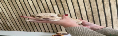 Poochon 5