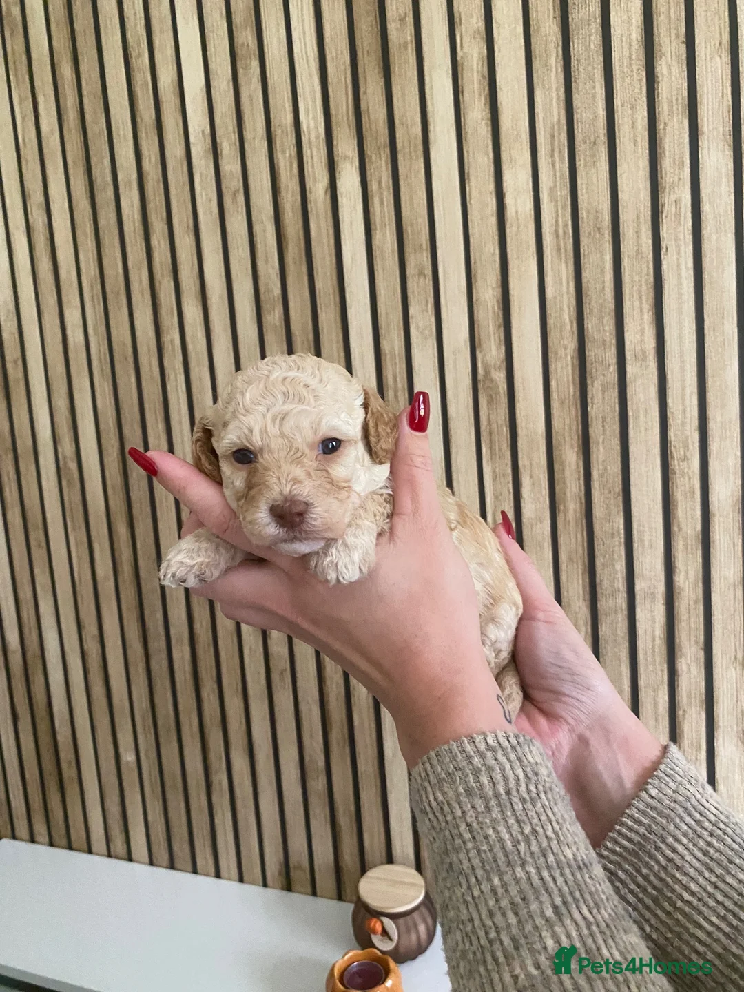 Poochon dogs for sale: F2 poochon puppies  - Advert 6
