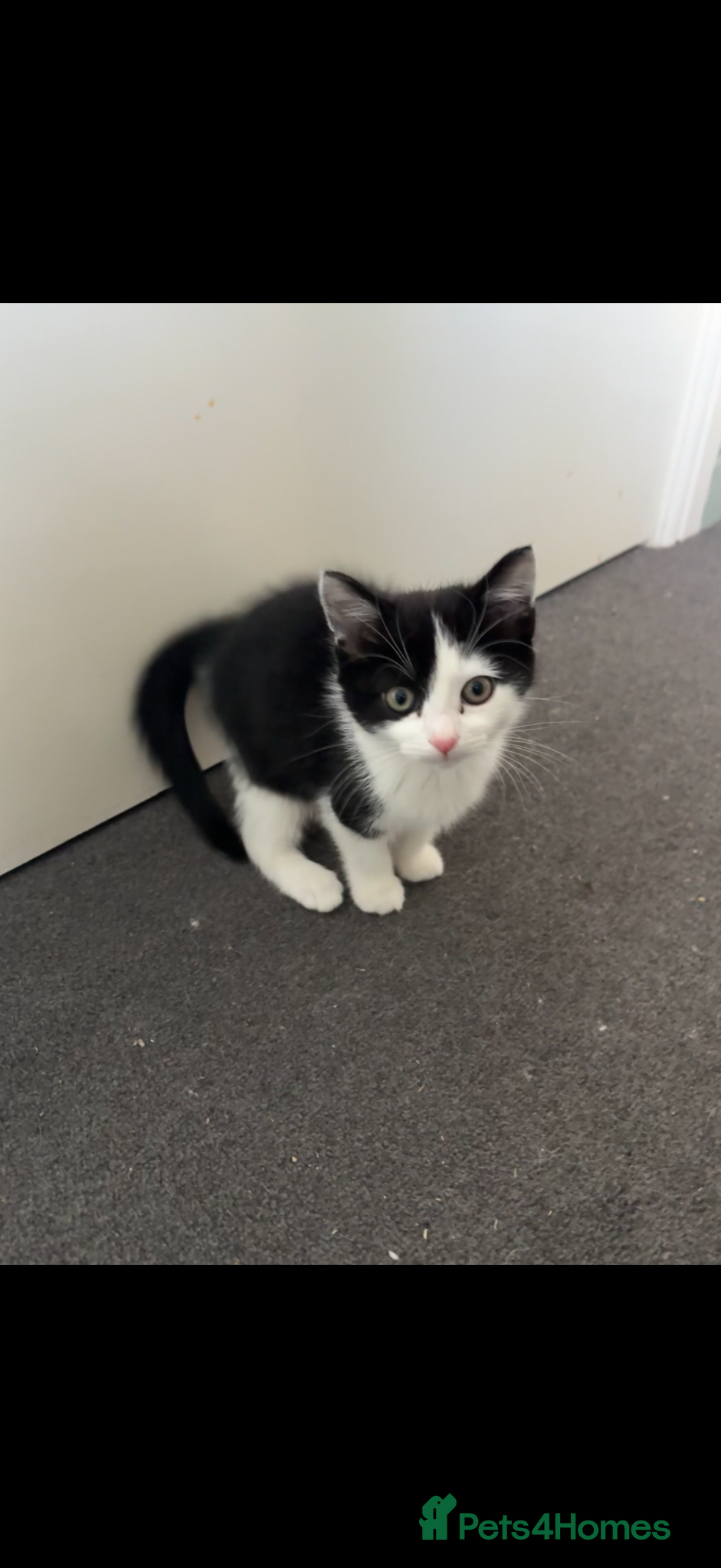 Mixed Breed cats One girl kitten ready to go! - Advert 10